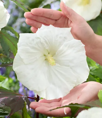 Produktbild von BALDUR Garten 1x Hibiskus 'Carousel Ghost', Pflanze im 9x9 cm-Topf, buschiger Wuchs, ideal für Kübel, riesige, schneeweiße Blüten, lange blühender Blickfang, pflegeleicht