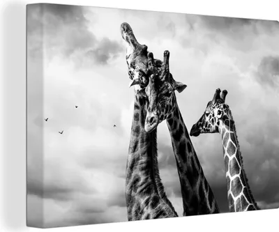Obrázek produktu pro OneMillionCanvasses® - Obrazy na plátně - 140x90 cm, Žirafy - černá - bílá, nástěnné umění Vytisknout Nástěnná dekorace