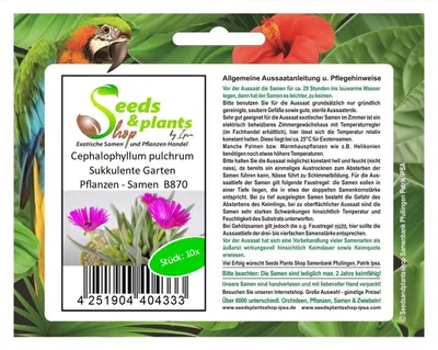 Produktbild von 10x Cephalophyllum pulchrum Sukkulente Garten Pflanzen - Samen B870