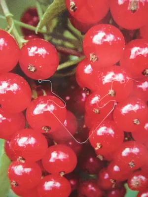 Produktbild von Hochstamm Ribes rubrum Jonkheer van Tets - Hochstamm Johannisbeere