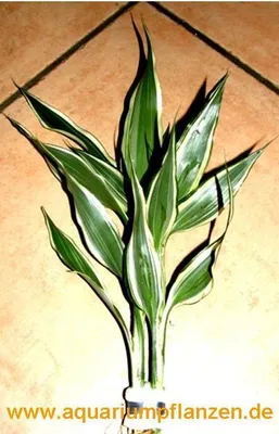 Produktbild von Bund Dracenae sanderiana, weiss grüner Drachenbaum