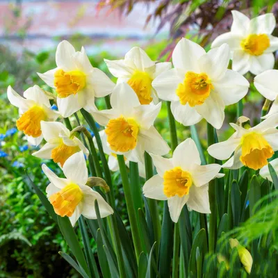 Productafbeelding van Winterharde, meerjarige narcisbollen - paasbloemen 'Avalanche', bloeien in de zomer - 25 bloembollen - geurige planten uit Nederland - geschikt voor tuin en pot (geen zaden, niet kunstmatig)