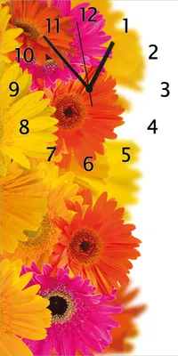 Produktbild von Wallario Design Wanduhr bedruckt, Größe 30 x 60 cm, Motiv: Bunte Gerberas - pinke, gelbe, rote und weiße Blüten