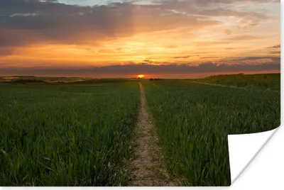 Produktbild von MuchoWow® Poster Sonne - Gras - Straße 30x20 cm - Plakate - Print