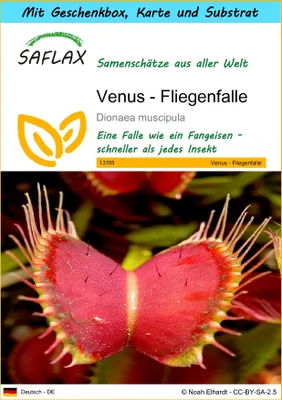 Produktbild von SAFLAX - Geschenk Set - Venus - Fliegenfalle - 10 Samen - Mit Geschenk- / Versandbox, Versandaufkleber, Geschenkkarte und Anzuchtsubstrat - Dionaea muscipula