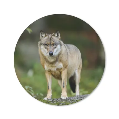 Produktbild von MuchoWow® Mauspad Mousepad Wolf - Asien - Pflanzen 40x40 cm - Mousepads - Maus Mat - Pad - Mausunterlage - Schreibtisch Accessoires