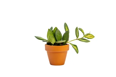 Zdjęcie produktu dla Gardners Hoya Burtoniae variegata, średnica 6 cm