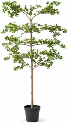 Obrázok produktu pre Umelá rastlina Bucida, 200 cm, veľký dizajnový dekoratívny strom, bezúdržbová dekorácia