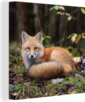 Produktbild von MuchoWow® - Leinwandbilder - Fuchs - Wald - Tier, Wandbild, Wanddeko Bilder Wohnzimmer, 90x90 cm