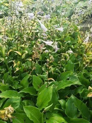 Productafbeelding van 6 x Hosta hybride 'Invincible' - Hosta - Pot van 9 x 9 cm