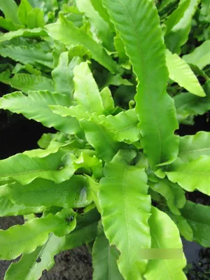 Produktbild von Phyllitis scolopendrium - Hirschzungen Farn