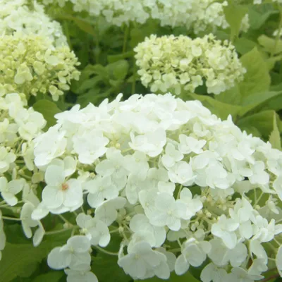 Produktbild von 2 x Hortensie - Hydrangea arborescens 'Annabelle' | 30-50 cm in Container
