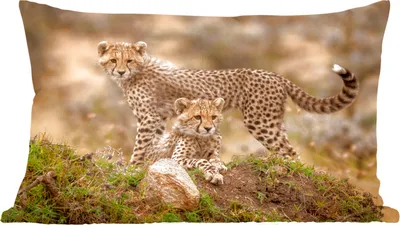 Produktbild von MuchoWow® Zierkissen Sofakissen Wohnzimmer Dekokissen 50x30 cm Leopard - Jungtier - Natur - Wohnzimmerdekoration - Polster mit Photo