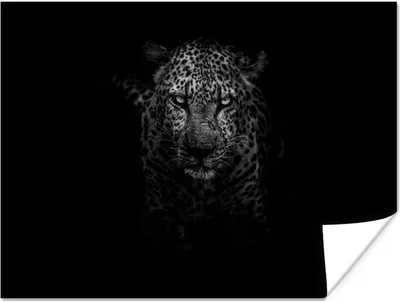 Produktbild von MuchoWow® Poster Leopard - Schwarz - Weiß 160x120 cm - Foto Plakat