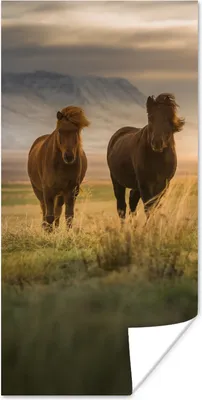 Produktbild von MuchoWow® Poster Pferde - Luft - Gras 40x80 cm - Dekoration