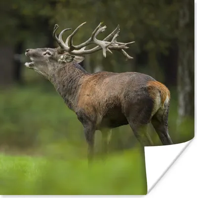 Produktbild von MuchoWow® Poster Elch - Wald - Porträt 100x100 cm - Babyzimmer