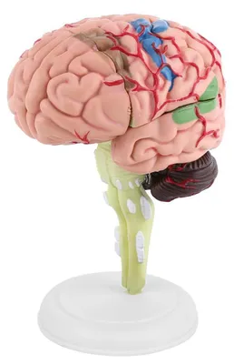 Obrázok produktu pre Model mozgu - Anatomický model - Plast - Medicínska pomôcka - Farebný - Vrátane podstavca