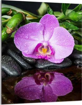 Produktbild von Herdabdeckplatte 40x52 Glaskeramikkochfeld Abdeckung Spritzschutz Glasplatte Deko Schneidebrett, Orchidee Violett