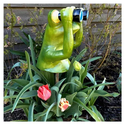 Produktbild von Gartenfigur Frosch mit Fernglas, Aufpasser für Garten, Balkon oder Terrasse - Wetterfest und für den Außenbereich geeignet