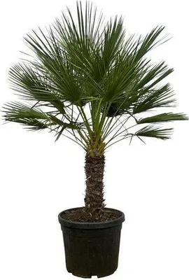 Obrázek produktu pro Chamaerops humilis na stonku - zakrslá palma, vejírovitá palma, stredomorská