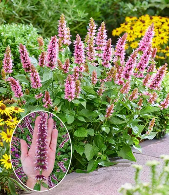 Produktbild von BALDUR Garten 2x Agastache 'Beelicious® Pink', Pflanzen im 9x9 cm-Topf, pflegeleichter Dauerblüher, kompakter Wuchs, dekorativ im Gartenbeet und im Kübel, duftend, mehrjährig und winterhart