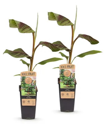 Produktbild von Green boutiQ - Obstpflanze - Musa Ever Red - Bananenbaum - Winterhart - Grün-Rot - 2 Pflanzen - Topf 15cm - Höhe 50cm