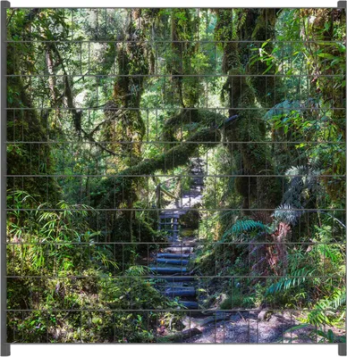 Produktbild von Wallario Zaunsichtschutz mit Motiv Weg durch den Mooswald für Ein- und Doppelstabmatten Zäune in der Größe 200 x 200 cm