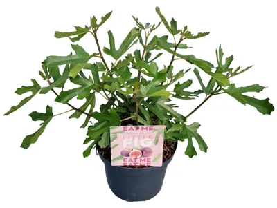 Immagine prodotto di Ficus carica Little Miss Figgy - Fico | 40-50 cm in vaso
