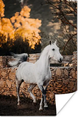 Produktbild von MuchoWow® Poster Pferd - Weiß - Baum - Sonne 120x180 cm - Kunstposter