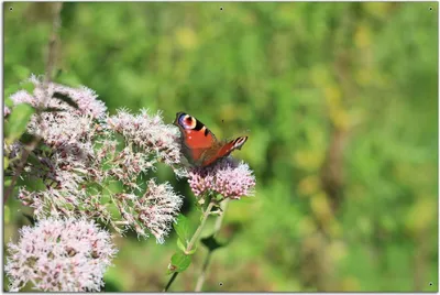 Produktbild von Wallario Outdoor-Poster für Garten oder Balkon, Motiv Schmetterling auf Blüte, in ca. 61 x 91,50 cm