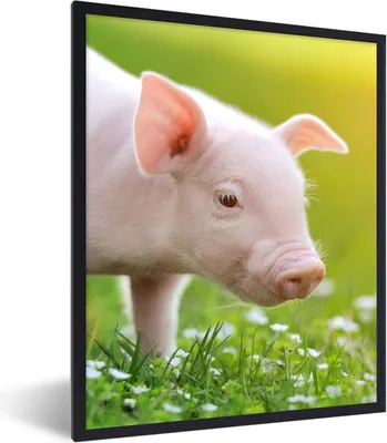 Produktbild von MuchoWow® Gerahmtes Poster Tiere - Ferkel - Schwein 60x80 cm - Poster mit Schwarzem Bilderrahmen Wandposter Rahmen Foto Bilder - Premium - Wanddeko Wohnzimmer