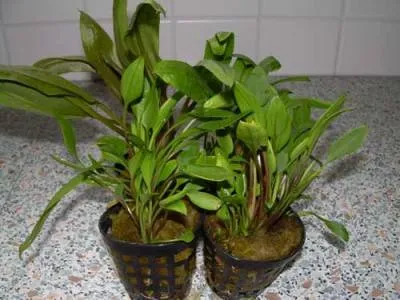 Produktbild von 1 Topf Cryptocoryne verschiedene Sorten