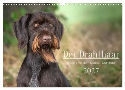 Produktbild von Der Drahthaar (Wandkalender 2027 DIN A3 quer), CALVENDO Monatskalender