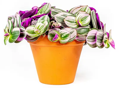 Obrázek produktu pro Gardners Tradescantia albiflora NANOUK, průměr 12 cm