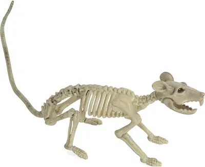 Produktbild von Deko-Skelett - Ratte - ca. 32 cm