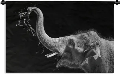 Produktbild von MuchoWow® Wandteppich Wandbehang Porträt - Elefant - Tiere - Schwarz und weiß 120x80 cm Tapisserie Dekoration Wandtuch - Wanddekorationen - Wandtücher