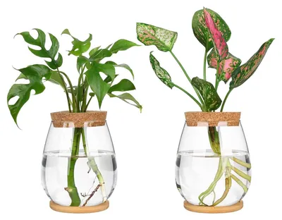 Productafbeelding van Set van 2 Plantenvermeerderingsstations met Houten Dienblad