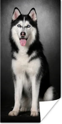 Produktbild von MuchoWow® Poster Sibirischer Husky 20x40 cm - Plakat - Foto