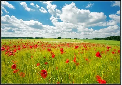 Produktbild von Wallario Wandbild Grüne Wiese mit Mohnblumen, Größe: 70,30 x 100,30 cm, Poster mit schwarzem Aluminiumrahmen
