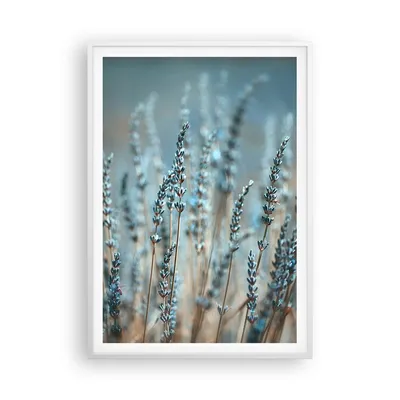 Produktbild von Gerahmtes Poster - Weißer Rahmen - Lavendel Klinge Blume - 70x100 cm - Wand Bild - Wanddeko - Wandbilder - Kunstposter - Wandposter - Bilderrahmen - Bilder - Kunstdruck - P2WPA70x100-4986