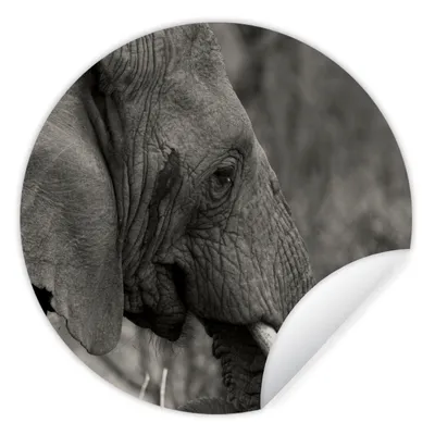 Produktbild von MuchoWow® Runde Wandtattoo - Wandsticker Tapete Aufkleber Elefant - Tiere - Schwarz - Weiß Ø 30 cm Selbstklebend und Repositionierbar - Wandaufkleber - Kreis - Wandbild - Fototapete - Selbstklebend - Dekoration - Wandschmuck - Schlafzimmer