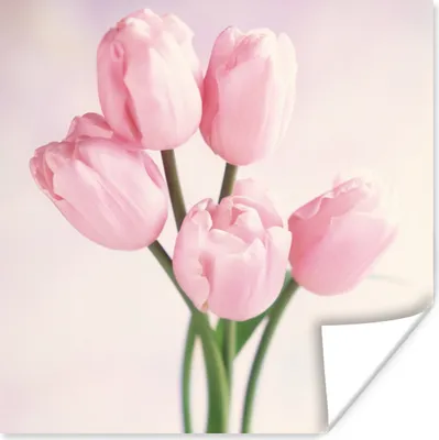 Produktbild von MuchoWow® Poster Nahaufnahme von rosa Tulpen 100x100 cm - Babyzimmer