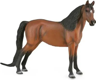 Image de Cheval Morgan Bay