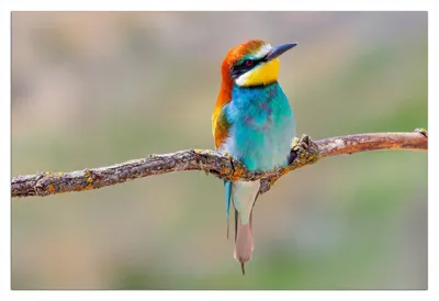 Produktbild von Wallario Poster - Vogel auf Ast, Kunstdruck Größe: 61 x 91,50 cm