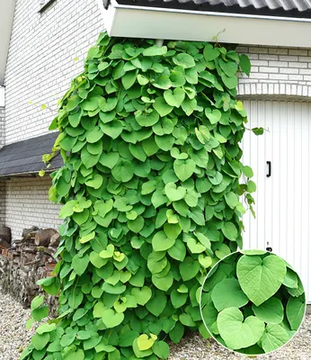 Produktbild von BALDUR Garten 1x Pfeifenwinde Pfeifenblume, Pflanze im 2 Liter-Topf, blickdichte Kletterpflanze mit herzförmigen Blättern, klettert 2,5 bis 5 m hoch, pflegeleicht, winterhart, mehrjährig