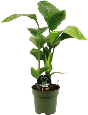 Obrázek produktu pro Strelície natalská FloraSelf Strelitzia Nicolai cca 65 cm 3 výhony květináč Ø 17 cm