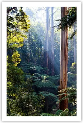 Produktbild von Poster - Poster ohne Rahmen - Morgendämmerung Bäume Wald - 61x91,5 cm - Wand Bild - Wanddeko - Wandbilder - Kunstposter - Wandposter - Bilder - Kunstdruck - Wanddekoration - Wandbild - P2XPA61x91-4403