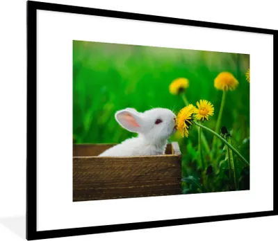 Produktbild von MuchoWow® Gerahmtes Poster Kaninchen - Löwenzahn - Gras 80x60 cm - Poster mit Schwarzem Bilderrahmen Wandposter Rahmen Foto Bilder - Schlafzimmer-Dekorationen - Fotoposter
