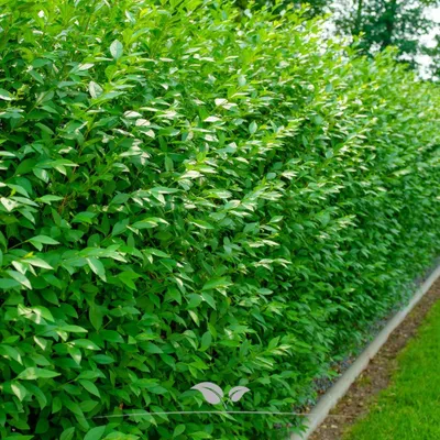 Produktbild von Wintergrüner Liguster Atrovirens 125-150 cm, 60x Heckenpflanze