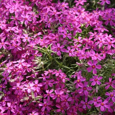 Produktbild von 25 Pflanzen Teppichphlox 'Atropurpurea', Phlox subulata, P9 Topf